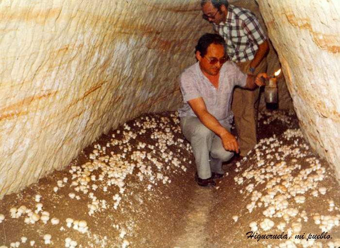 Cueva constrida para cultivar el champiñón